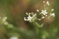 Thyme-leaf sandwort, Arenaria serpyllifolia