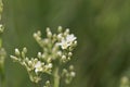 Thyme-leaf sandwort, Arenaria serpyllifolia