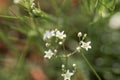 Thyme-leaf sandwort, Arenaria serpyllifolia