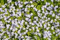 Thyme Leaved Bluets Royalty Free Stock Photo