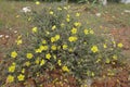 Thyme-leaved Rock-rose