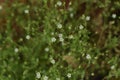 Thyme-leaved Sandwort flowers.