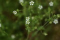 Thyme-leaved Sandwort flowers.