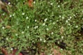 Thyme-leaved Sandwort flowers.