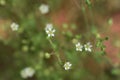 Thyme-leaved Sandwort flowers.