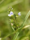 Thyme-leaved Speedwell