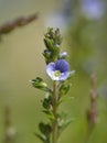 Thyme-leaved Speedwell