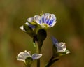 Thyme leaved speedwell Veronica serpyllifolia.