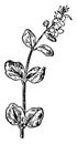 Thyme-Leaved Speedwell vintage illustration