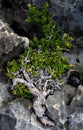 thyme-leaved willow in the rocks of a beach