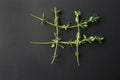 Thyme leaves forming naughts and crosses Royalty Free Stock Photo