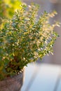 thyme and lemon balm (melissa) herb in flowerpot on balcony, urban container garden concept Royalty Free Stock Photo