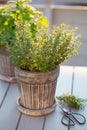 Thyme and lemon balm melissa herb in flowerpot on balcony, urban container garden concept