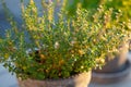 Thyme and lemon balm melissa herb in flowerpot on balcony, urban container garden concept Royalty Free Stock Photo