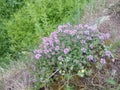 Thyme in may Transylvania Royalty Free Stock Photo