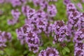 Thyme. Medicinal plant