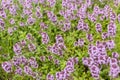 Thyme. Medicinal plant