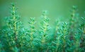 Thyme. Organic aromatic herbs. Thyme growing in a garden. Seasoning, cooking ingredients