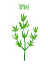 Thyme, organic spice, vegetarian nutrition. Cartoon flat style. Vector illustration