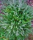 Thyme plant growing in the herb garden Royalty Free Stock Photo