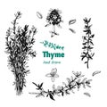 Thyme plant, leaves, flowers and bunch vector hand drawn illustration