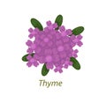 Thyme plant with leaves, flowers white isolated.