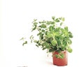 Thyme  plant leaves green in a pot isolated Royalty Free Stock Photo
