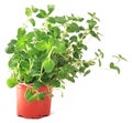 Thyme  plant leaves green in a pot isolated Royalty Free Stock Photo