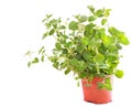 Thyme  plant leaves green in a pot isolated Royalty Free Stock Photo