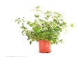 Thyme  plant leaves green in a pot isolated Royalty Free Stock Photo