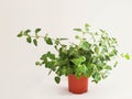 Thyme  plant leaves green in a pot isolated Royalty Free Stock Photo