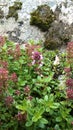 Thyme plant with pink flowers