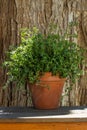 A thyme plant in a pot Royalty Free Stock Photo