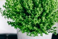 Thyme. Thyme plant in a pot. Thyme herb growing in garden Royalty Free Stock Photo