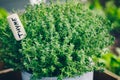 Thyme. Thyme plant in a pot. Thyme herb growing in garden Royalty Free Stock Photo
