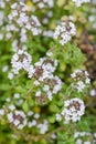 Thyme plant silver queen organic gardening herbal herb in bloom white flowers closeup