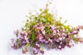 Summer medical herbs bunch. Thyme plant