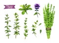 Thyme plant, twigs, flowers and bunch watercolor illustration with clipping paths