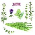 Thyme plant, twigs, flowers and bunch watercolor illustration with clipping paths