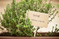 Thyme plant on urban garden Royalty Free Stock Photo