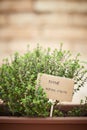 Thyme plant on urban garden Royalty Free Stock Photo