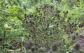 Thyme plantation in the garden - Thymus vulgaris -The benefits of thyme concept