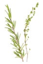 Thyme and rosemary sprigs isolated on white background Royalty Free Stock Photo