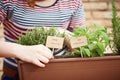 Thyme and sage plants on urban garden