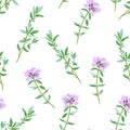 Thyme seamless pattern. Wild healing herbs with lilac flowers isolated on white background. Royalty Free Stock Photo