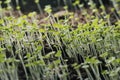 Thyme seedlings