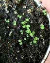 Thyme seedlings in a pot grown on the balcony