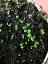 Thyme seedlings in a pot grown on the balcony