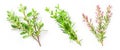 Thyme sprigs. Blooming thyme. Set of watercolor illustrations. Spicy herbs.