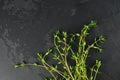 Thyme sprigs bunch on dark background. Aromatherapy and green living concept. Top view, copy space Royalty Free Stock Photo